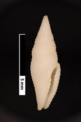 To ANSP Malacology Collection (syntype of Thala angiostoma. Pease, 1868. American Journal of Conchology 3 (3): 216, pl. 15, fig. 9  - catalog no. 28754)