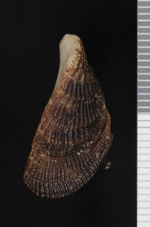 To ANSP Malacology Collection (syntypes of Mytilus stearnsi. Pilsbry & Raymond, 1898. Nautilus 12 (6): 69-71 - catalog no. 55863)