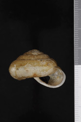 To ANSP Malacology Collection (syntype of Ganesella moellendorffiana. Pilsbry & Hirase, 1903. Nautilus 17 (7): 78-79, not figured  - catalog no. 85753)