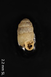 To ANSP Malacology Collection (syntypes of Pupa turtoni. E. A. Smith, 1892. Proceedings of the Zoological Society of London : 268 - catalog no. 99404)