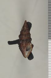 To ANSP Malacology Collection (holotype of Dallspira lowei. Bartsch, 1950. Nautilus 63 (3): 94-95, pl. 6, fig. 1 - catalog no. 155045)