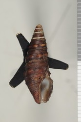 To ANSP Malacology Collection (holotype of Zonulispira reigeni. Bartsch, 1950. Nautilus 63 (3): 90, pl. 6, fig. 5 - catalog no. 156406)