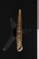 To ANSP Malacology Collection (holotype of Ena miranda. Pilsbry, 1934. Proceedings of the Academy of Natural Sciences of Philadelphia 86: 24, pl. 5, fig. 7-7b - catalog no. 159635)