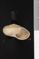 To ANSP Malacology Collection (holotype of Sonorella fragilis. Pilsbry, 1939. Land Mollusca of North America (North of Mexico) 1 (1): 394, fig. 262 - catalog no. 166733)