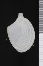 To ANSP Malacology Collection (syntype of Merisca rhynchoscuta. Olsson, 1961. Mollusks of the Tropical Eastern Pacific : 382-383, pl. 70, fig. 3 - catalog no. 218942)