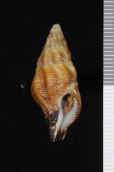 To ANSP Malacology Collection (holotype of Benimakia cloveri. Snyder & Vermeij, 2008. Novapex (Ser. 9) 1: 49-51, text-figs. 1-3  - catalog no. 416225)